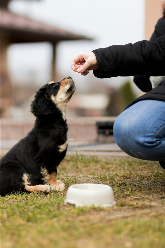 Combien de repas par jour pour un chien adulte ?